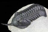 Morocconites Trilobite - Great Shell Detail #71195-1